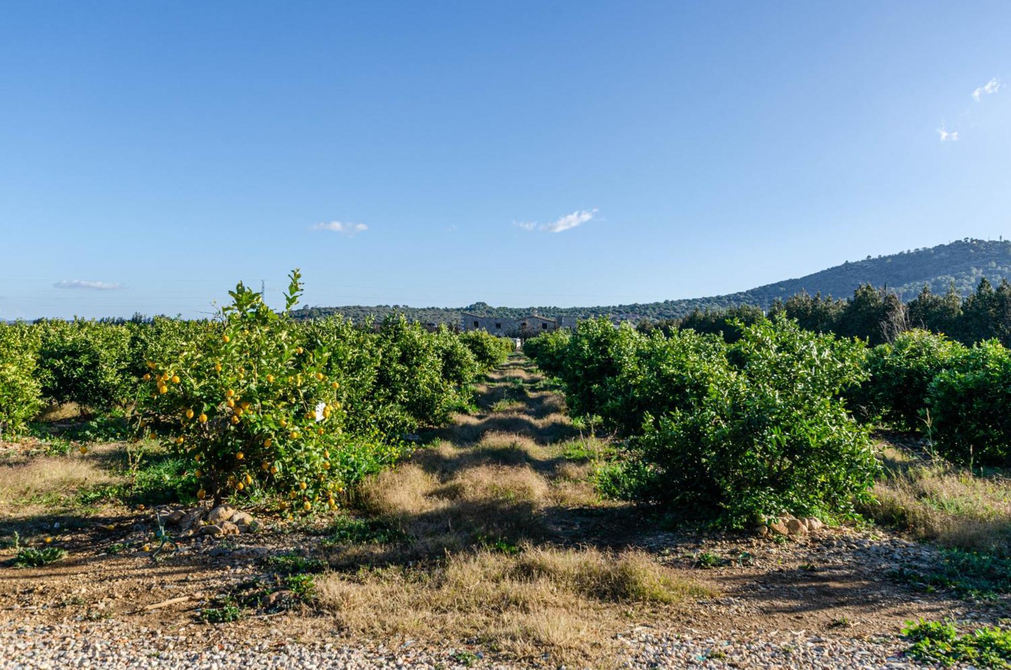 El Limonar De Mallorca - Agroturismo Ballerics Zewnętrze zdjęcie