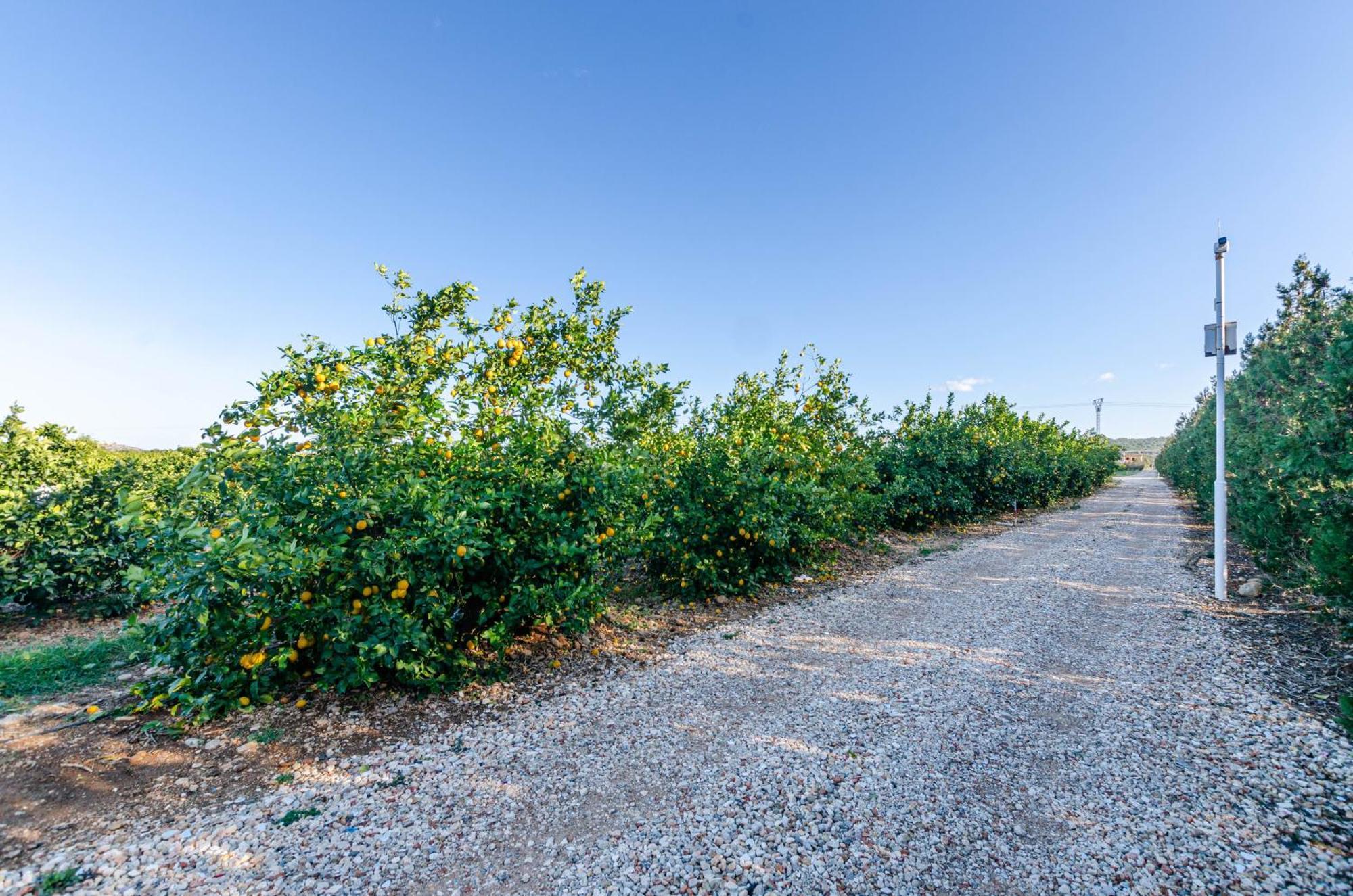 El Limonar De Mallorca - Agroturismo Ballerics Zewnętrze zdjęcie