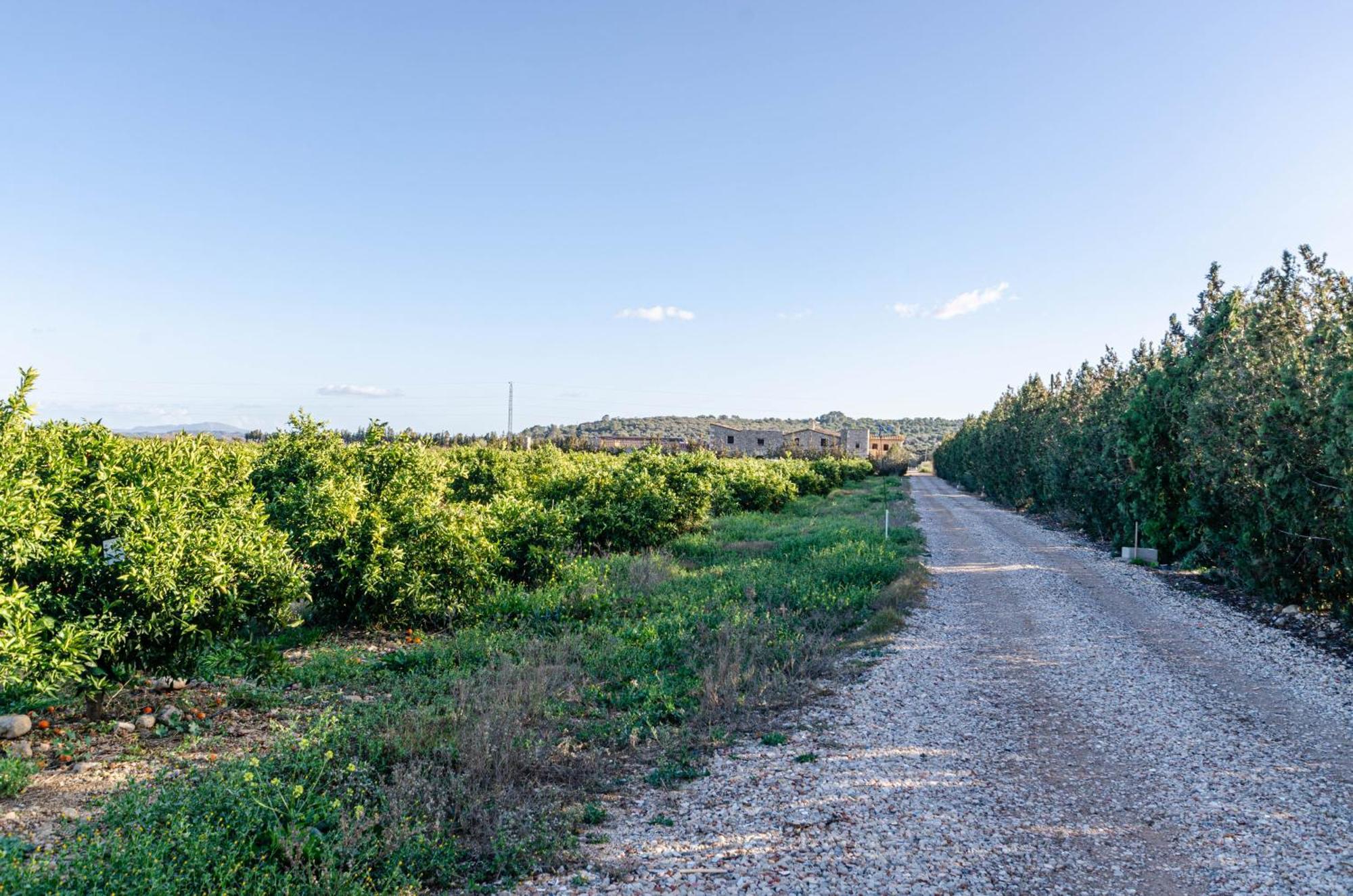 El Limonar De Mallorca - Agroturismo Ballerics Zewnętrze zdjęcie